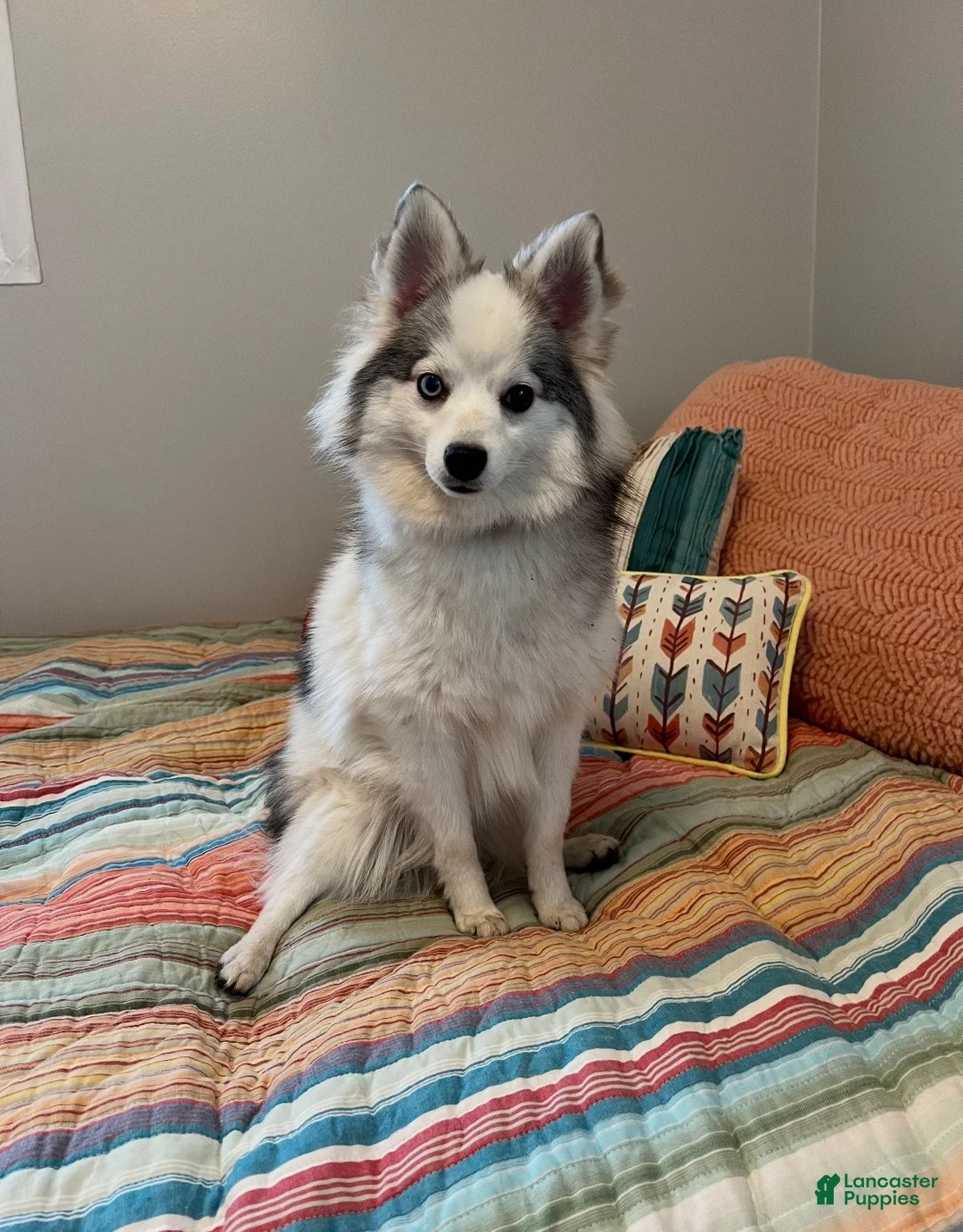 Pomeranian dogs for sale: Pomeranian Puppy 1 - Ad 8