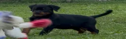 Rottweiler dogs for sale: Rottweiler 1 - Ad 1