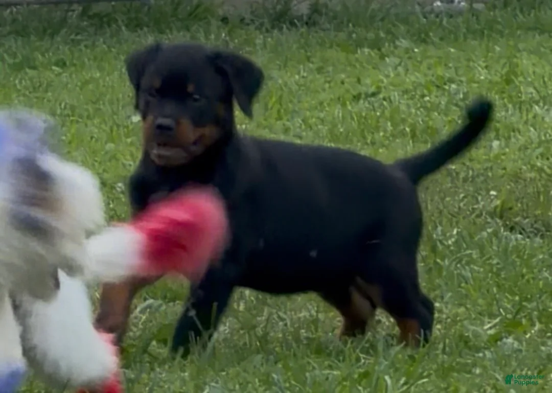 Rottweiler dogs for sale: Rottweiler 1 - Ad 1
