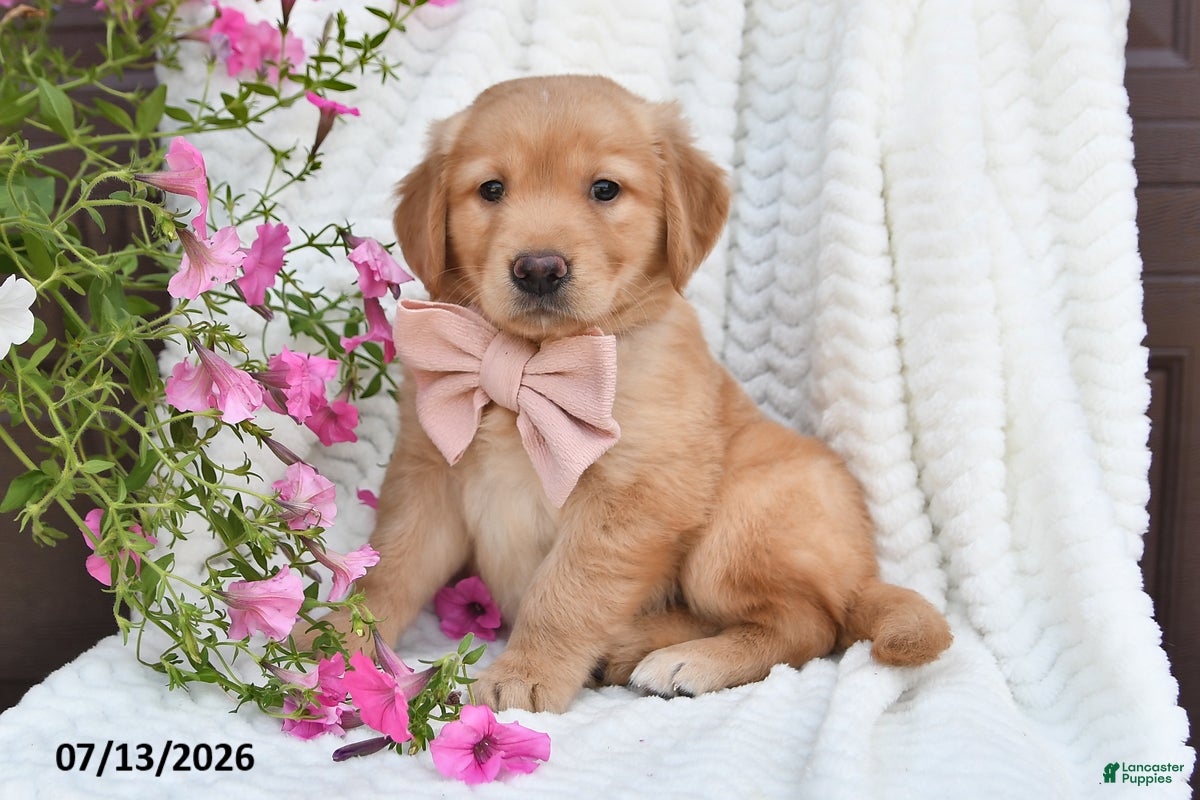 Golden Retriever dogs Callie - Ad 1