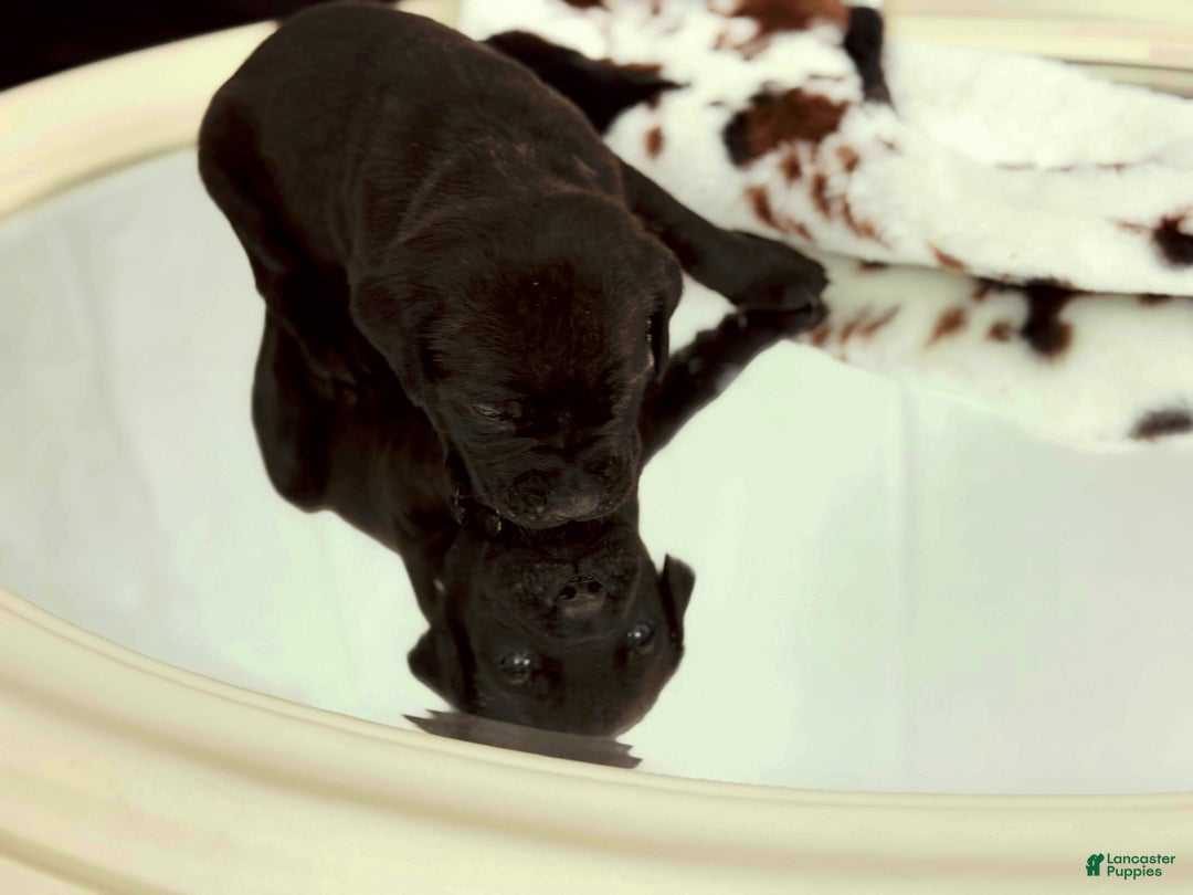 Cane Corso dogs for sale: Athena  - Ad 4