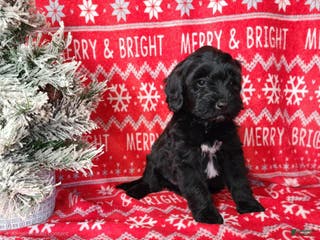 Mini Bernedoodle dogs Grace - Ad 28