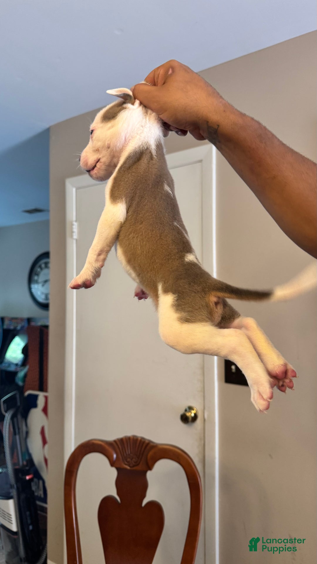 American Bully dogs for sale: American Bully Puppy 3 (Rex) - Ad 5