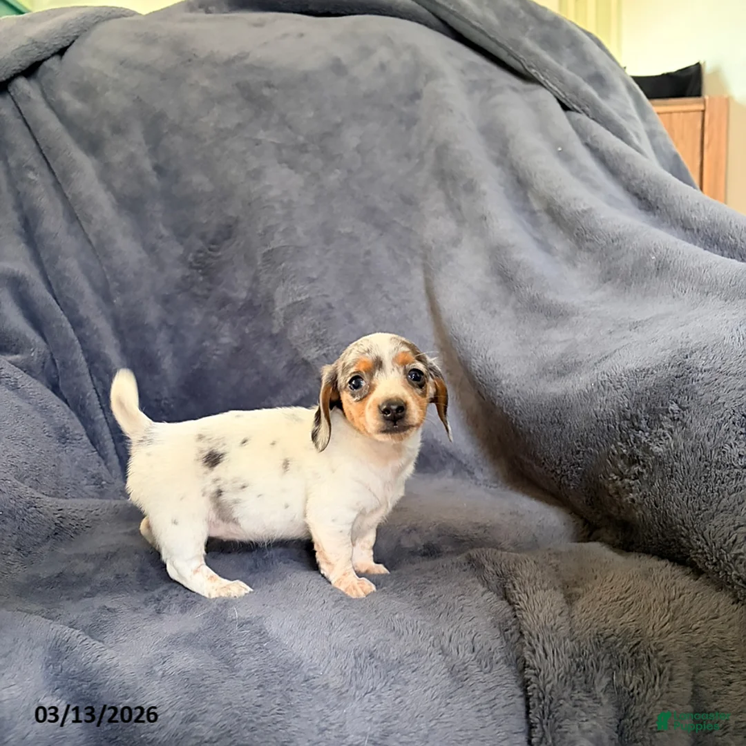 Miniature Dachshund dogs for sale: Jade - Ad 1