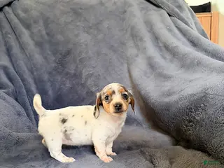 Miniature Dachshund dogs for sale: Jade - Ad 3