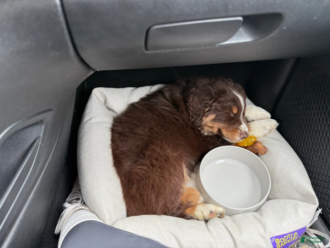 Australian Shepherd dogs for sale: Maximus - Ad 8