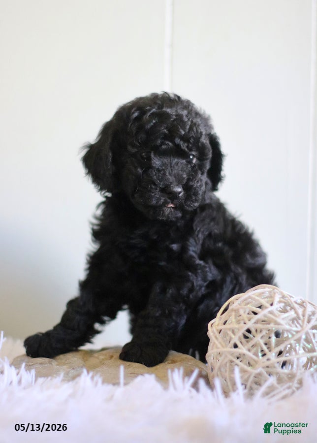 Cavapoo dogs Leslie - Ad 1