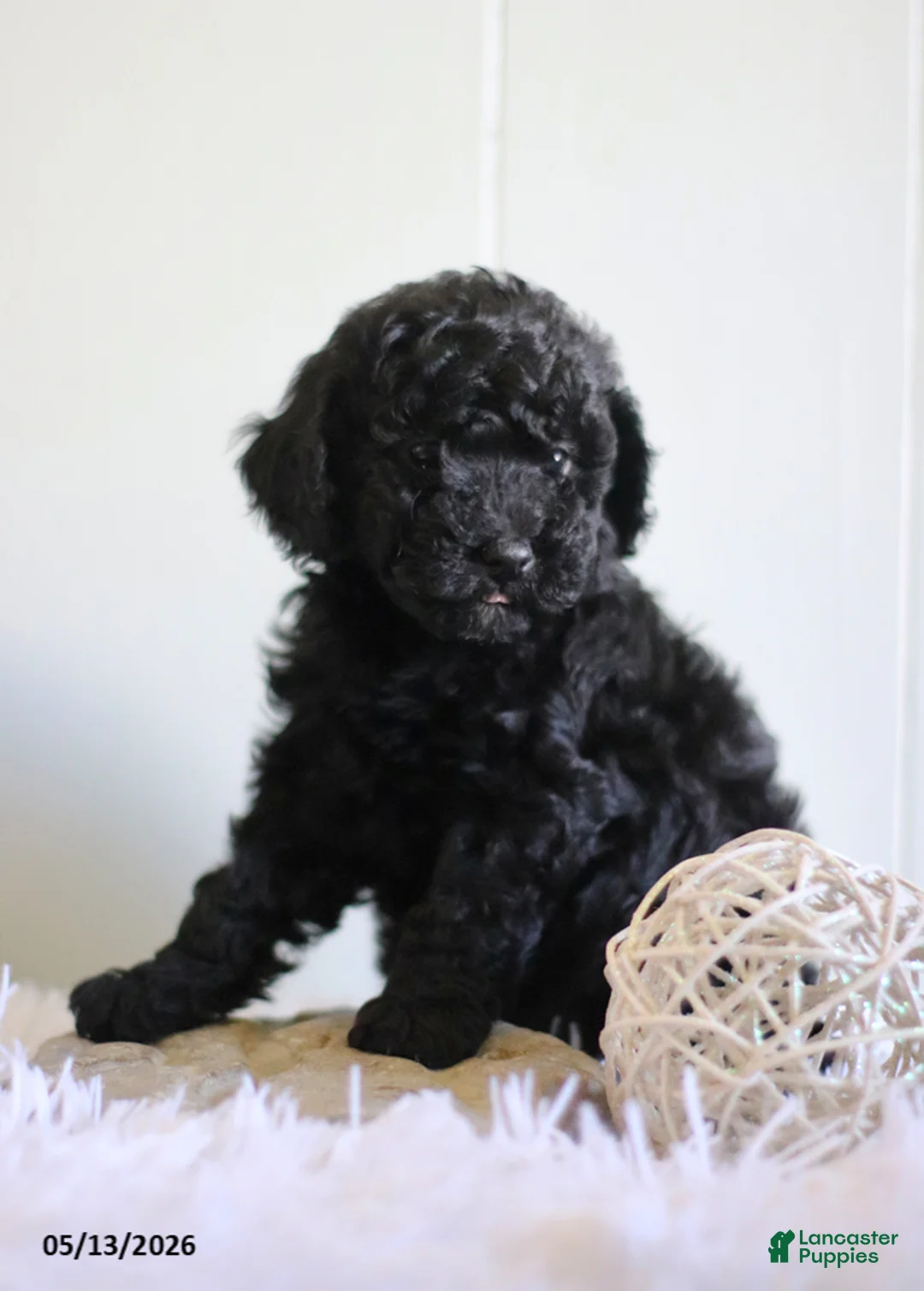 Cavapoo dogs for sale: Leslie - Ad 1