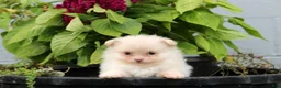 Pomeranian dogs for sale: Leesa - Ad 4