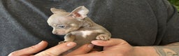 Chihuahua dogs for sale: Lilac Micro - Ad 5