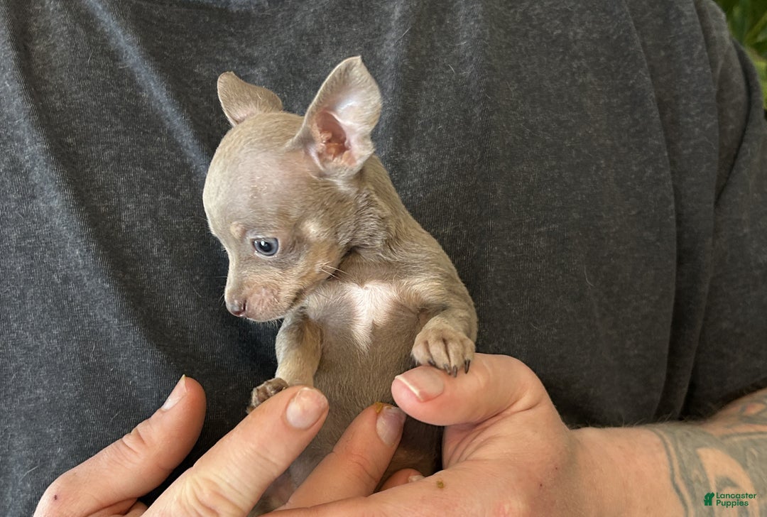 Chihuahua dogs for sale: Lilac Micro - Ad 5