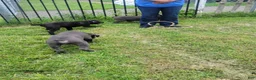 Cane Corso dogs for sale: Cane Corso 4 - Ad 6
