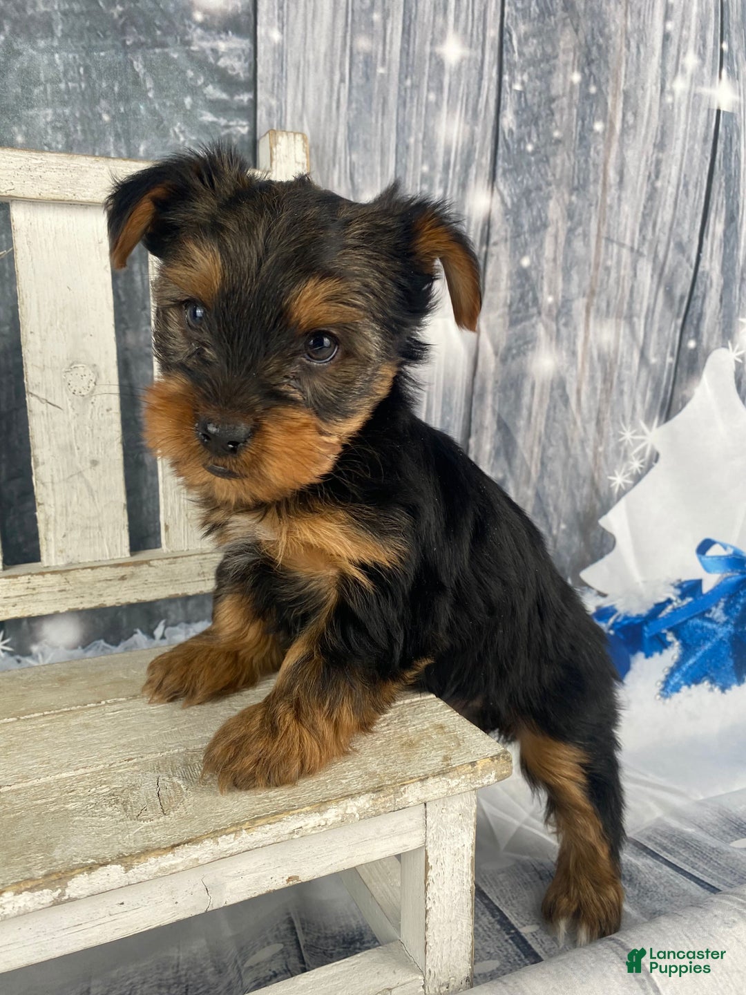Yorkshire Terrier dogs for sale: Kylie - Ad 8