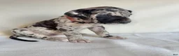 Great Dane dogs for sale: Happy- light pink - Ad 4