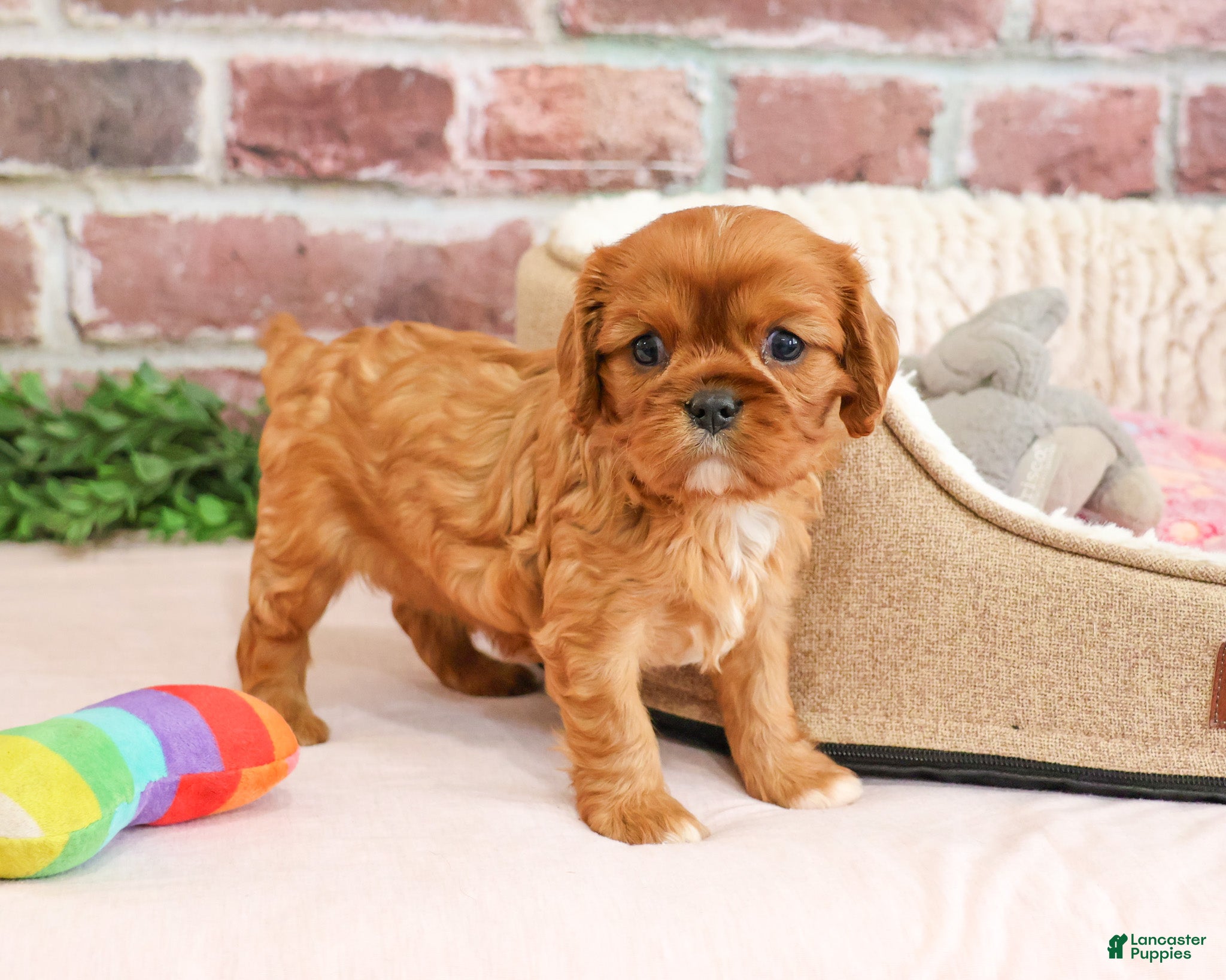 Cavalier King Charles Spaniel dogs Dreamer - Ad 30