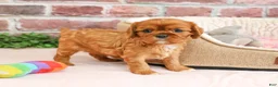 Cavalier King Charles Spaniel dogs for sale: Dreamer - Ad 1