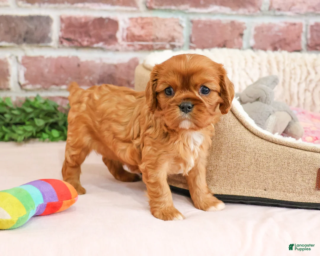 Cavalier King Charles Spaniel dogs for sale: Dreamer - Ad 1
