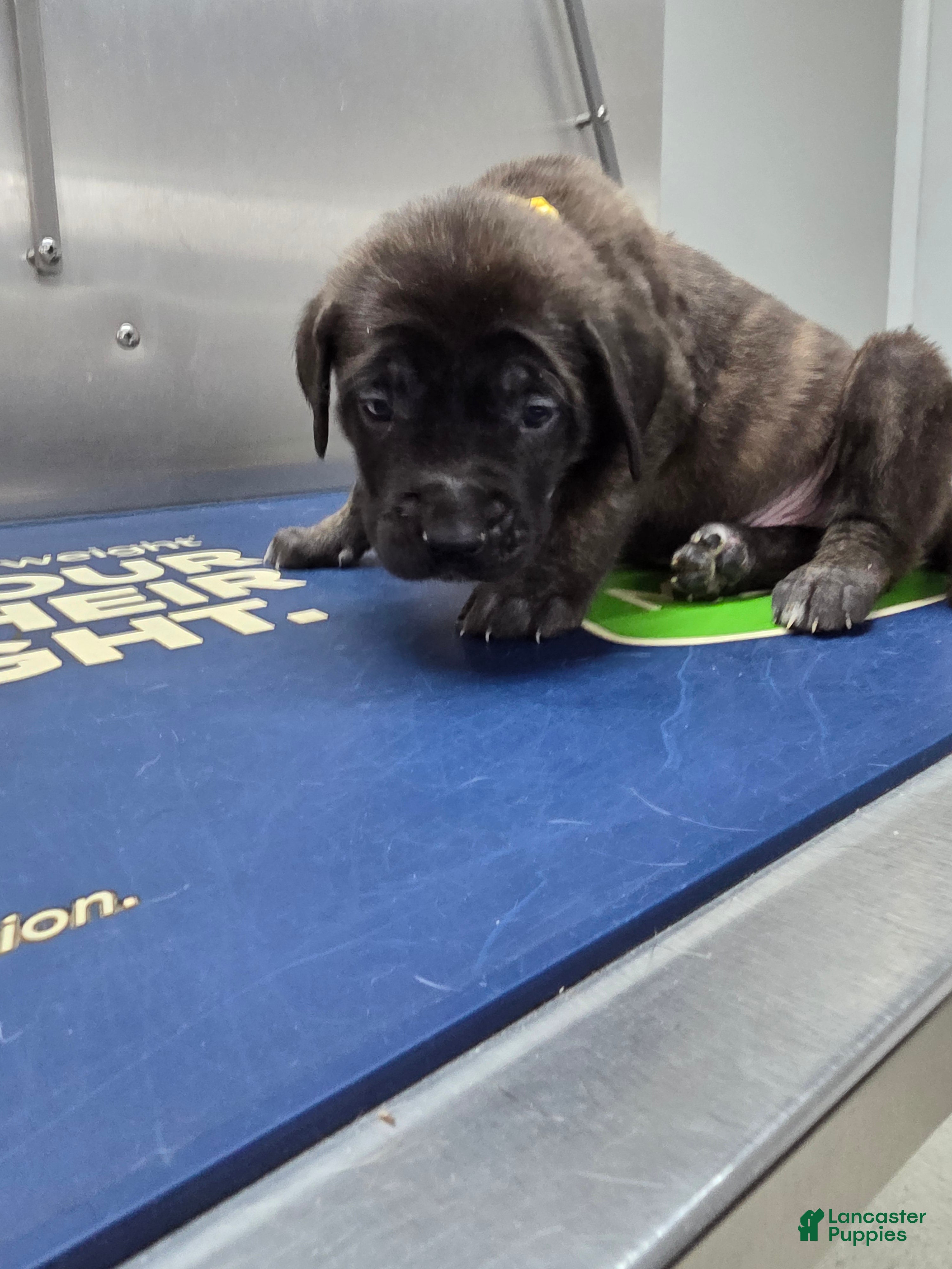 English Mastiff dogs English Mastiff Puppy 💛 - Ad 9