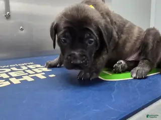 English Mastiff dogs English Mastiff Puppy 💛 - Ad 9