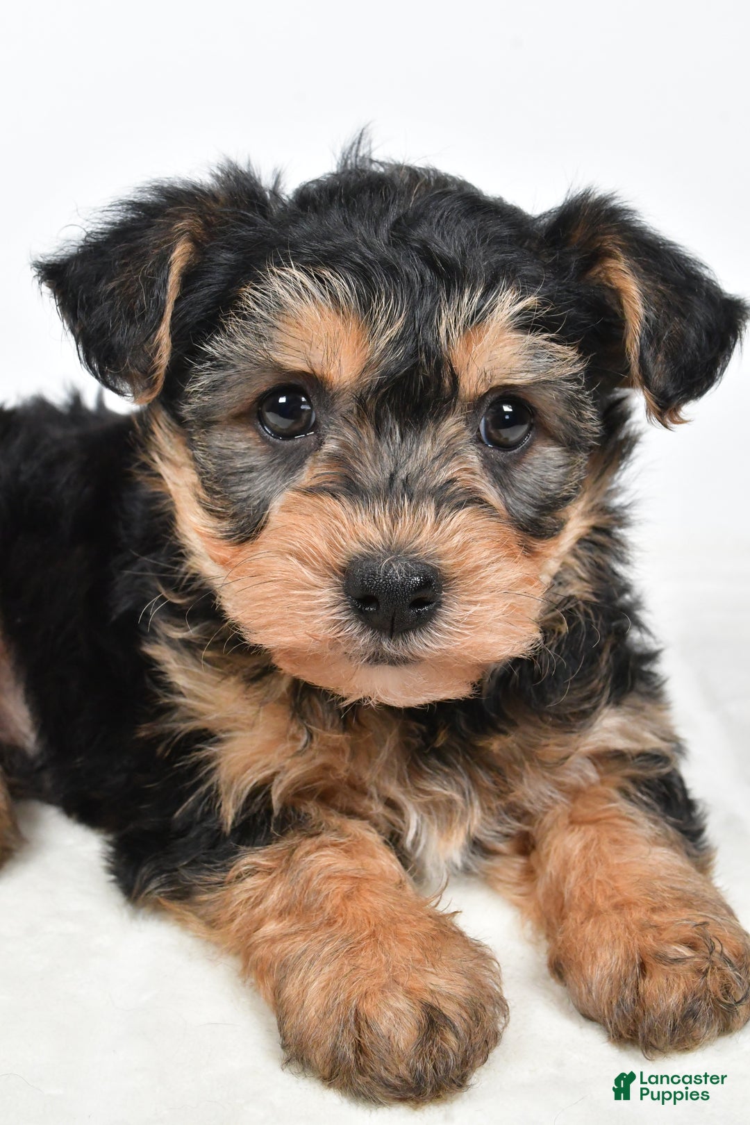 Morkie dogs for sale: Noah - Ad 6