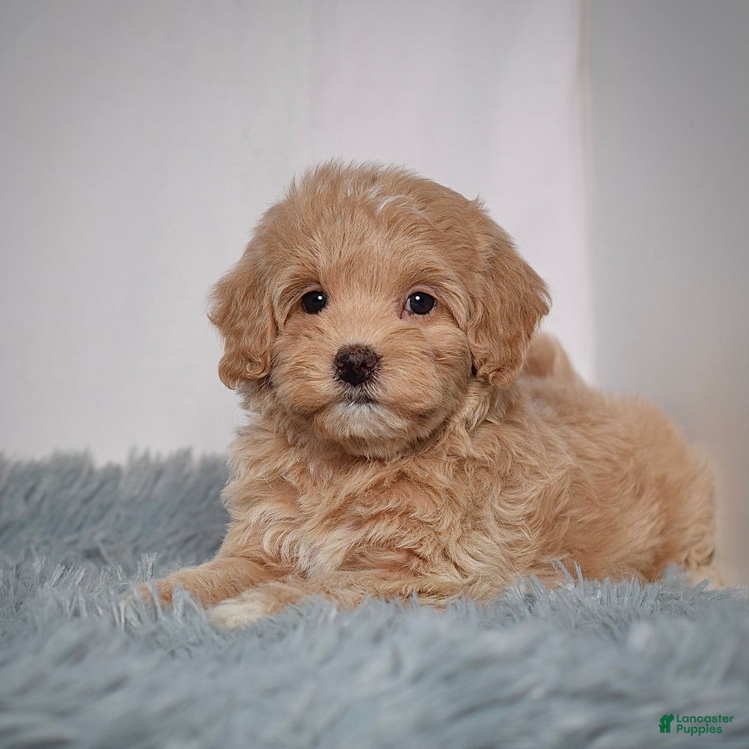 Mini Goldendoodle dogs for sale: Ms. Rosi - Ad 6