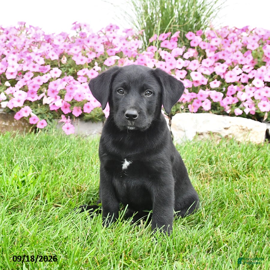 Mixed Breed dogs Blinky - Ad 2