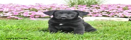 Mixed Breed dogs for sale: Blinky - Ad 2