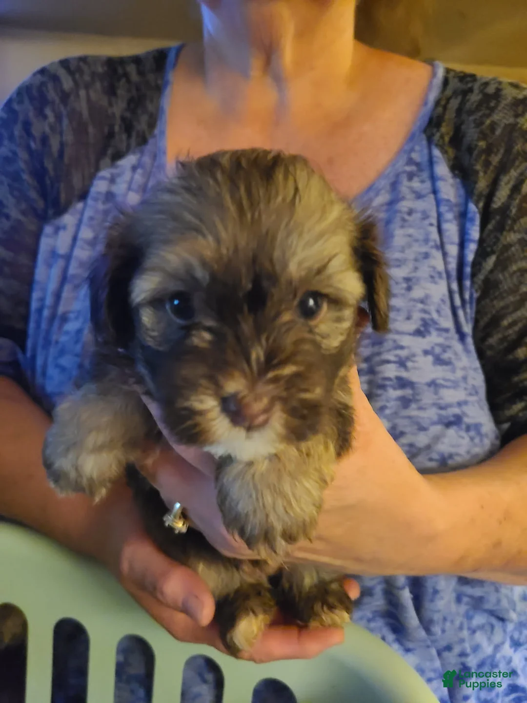 Havanese dogs for sale: Boy 2 - Ad 2