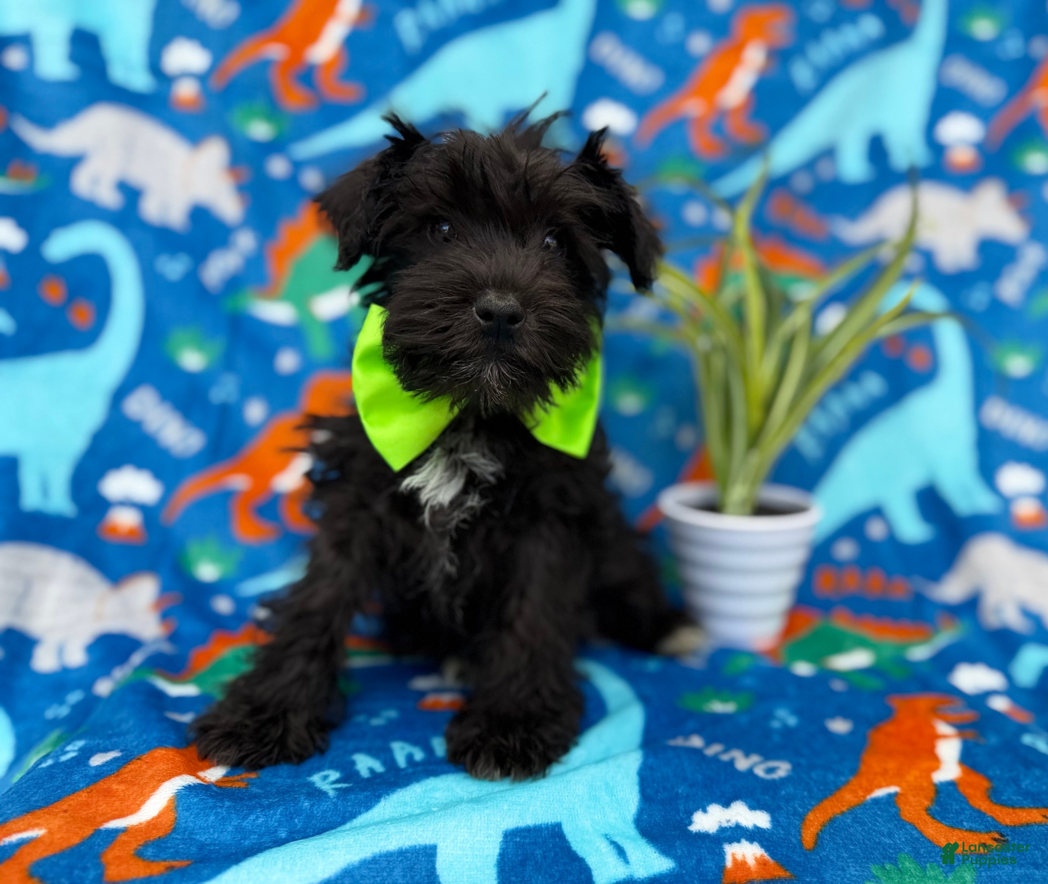 Miniature Schnauzer dogs Valentino - Ad 1