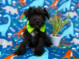 Miniature Schnauzer dogs Valentino - Ad 1