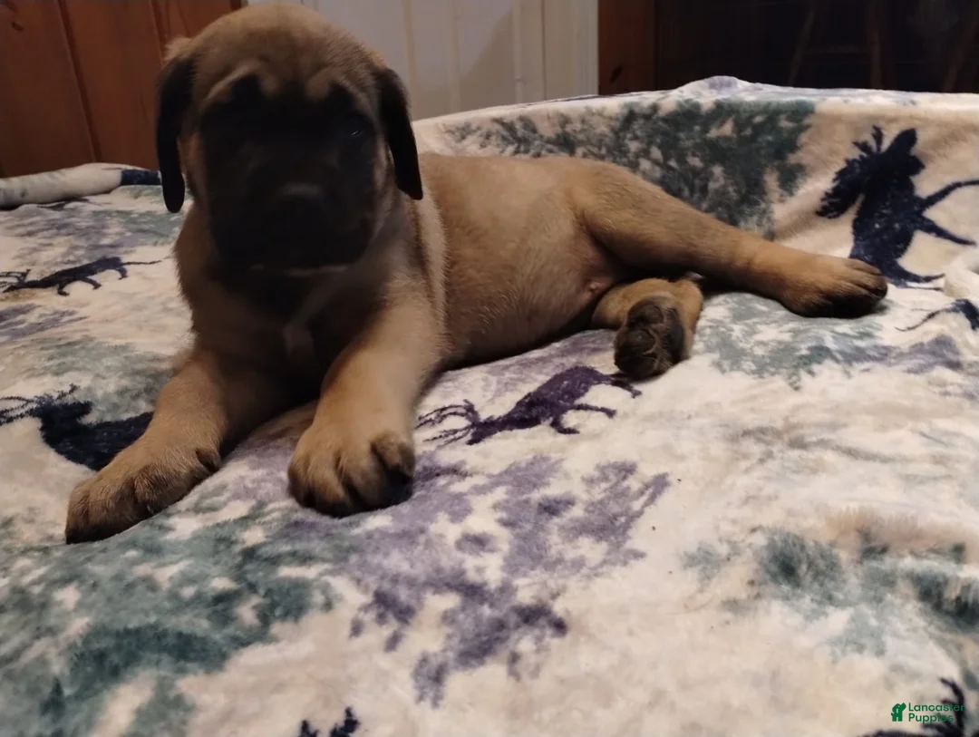 Gallery Image {{count}}