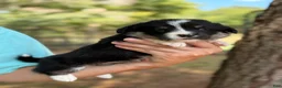 Mixed Breed dogs for sale: Black Full tail - Ad 4
