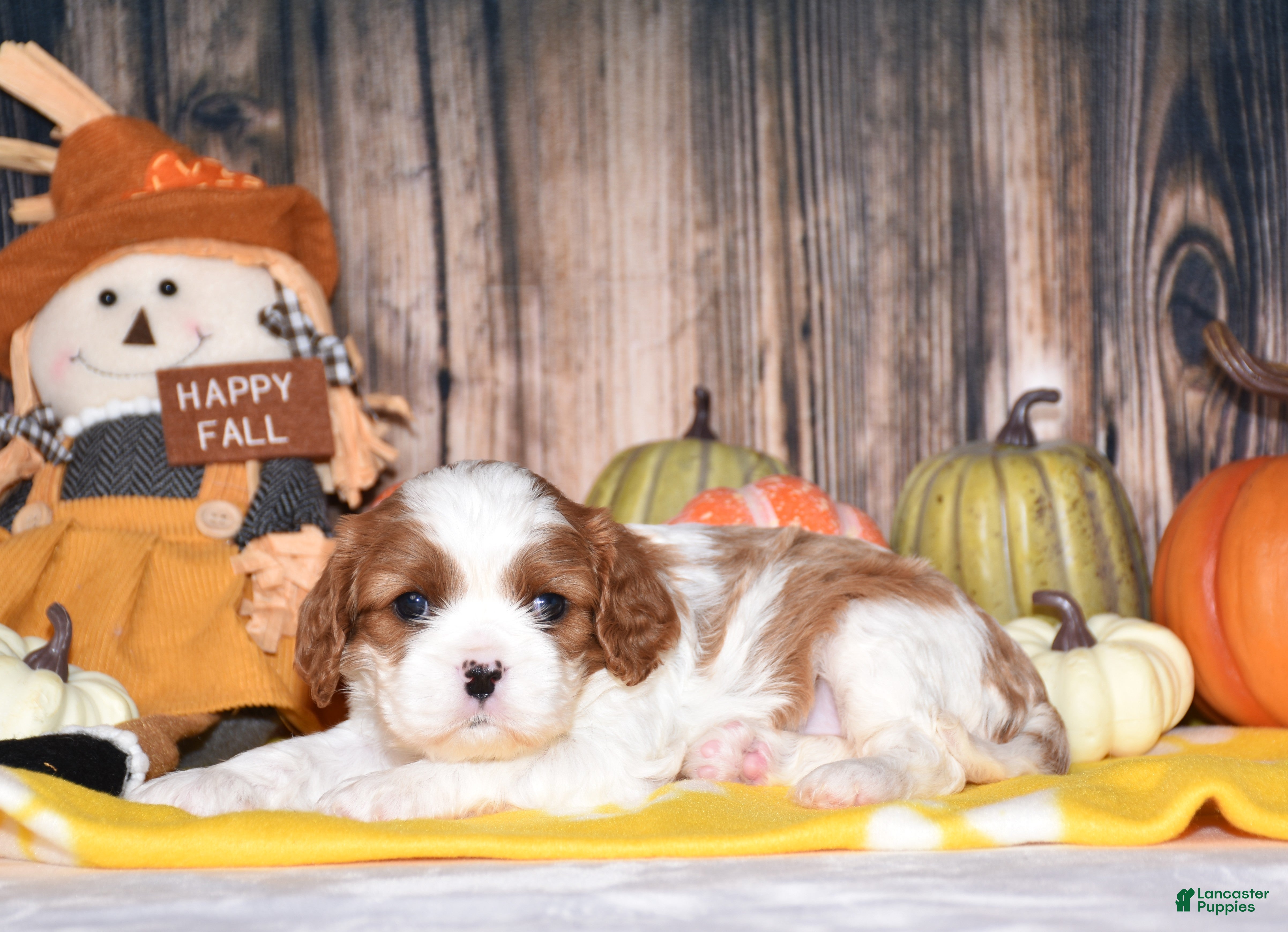 Cavalier King Charles Spaniel dogs Cassie - Ad 1