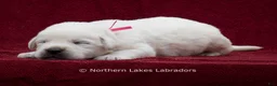 Labrador Retriever dogs for sale: Mason - Ad 4