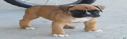 Boxer dogs for sale: Star - Ad 2
