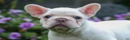 French Bulldog dogs for sale:  Fiona Rose🎀 - Ad 13