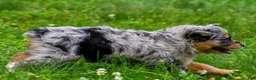 Mini Aussiedoodle dogs for sale: Gracie - Ad 12