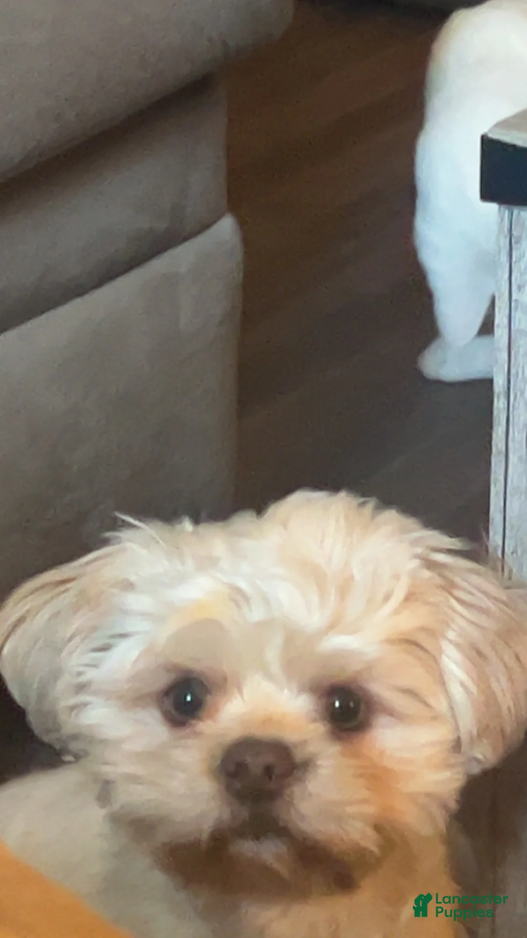 Shorkie dogs for sale: Brownie - Ad 5