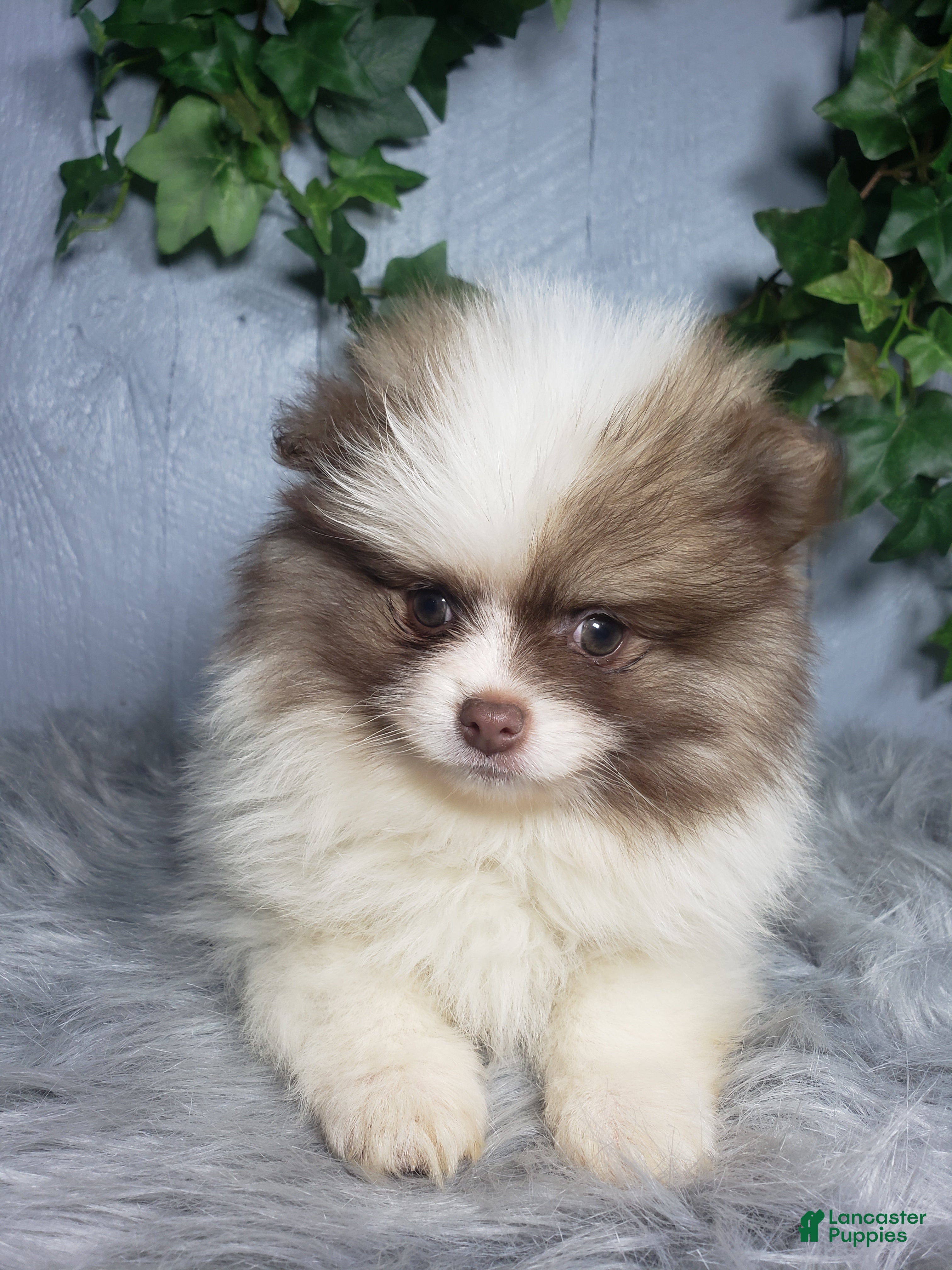 Pomeranian dogs Ace  - Ad 32