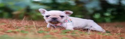 French Bulldog dogs for sale: Sophie - Ad 10