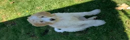 Bernedoodle dogs for sale: SASHA - Ad 4