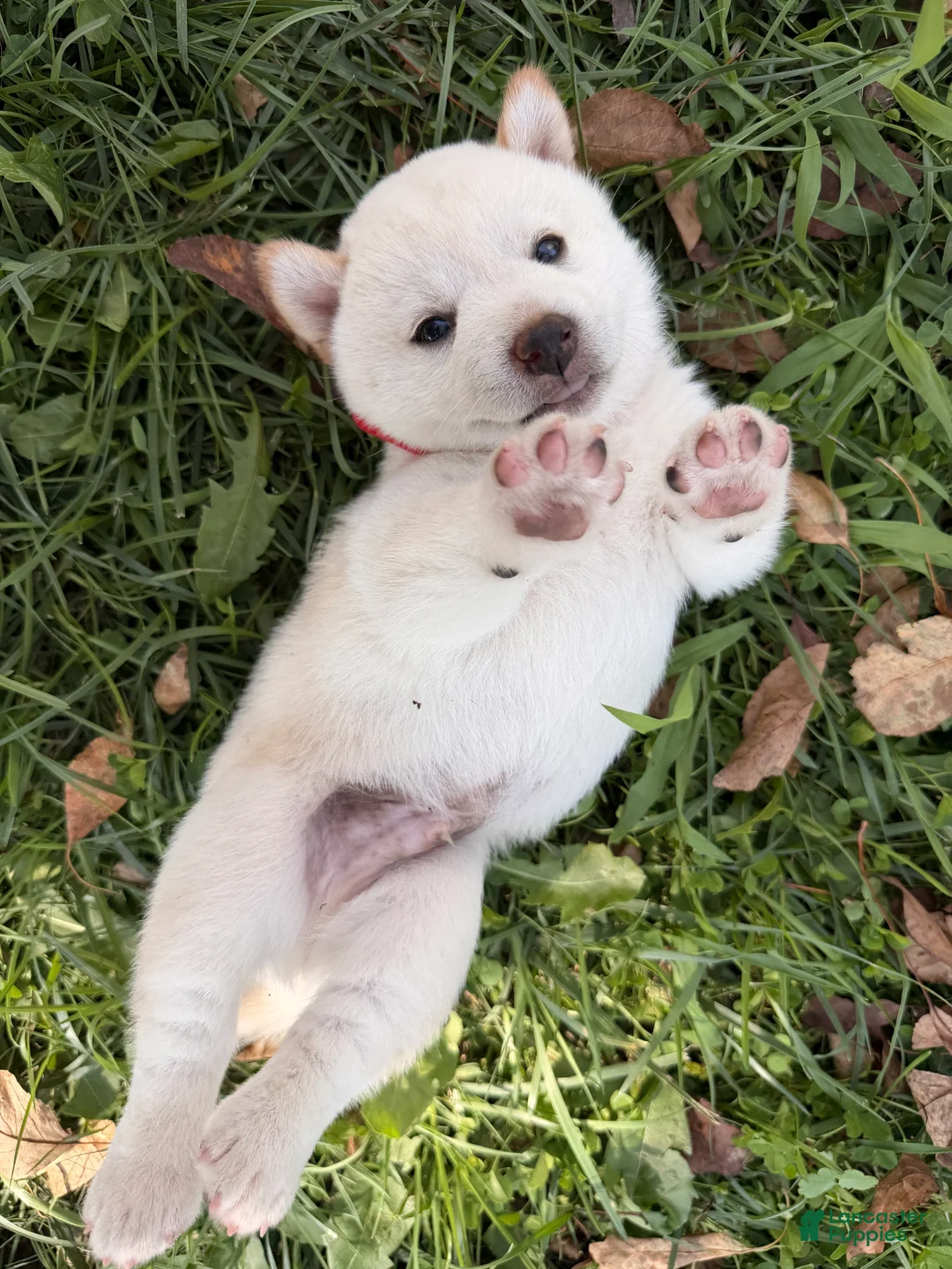 Shiba Inu dogs for sale: Mochi - Ad 2