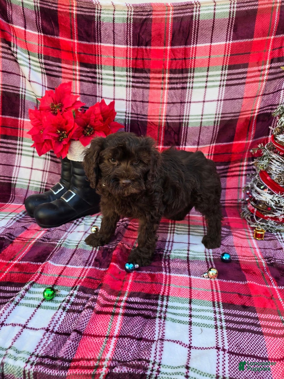 Mixed Breed dogs for sale: Holden - Ad 2