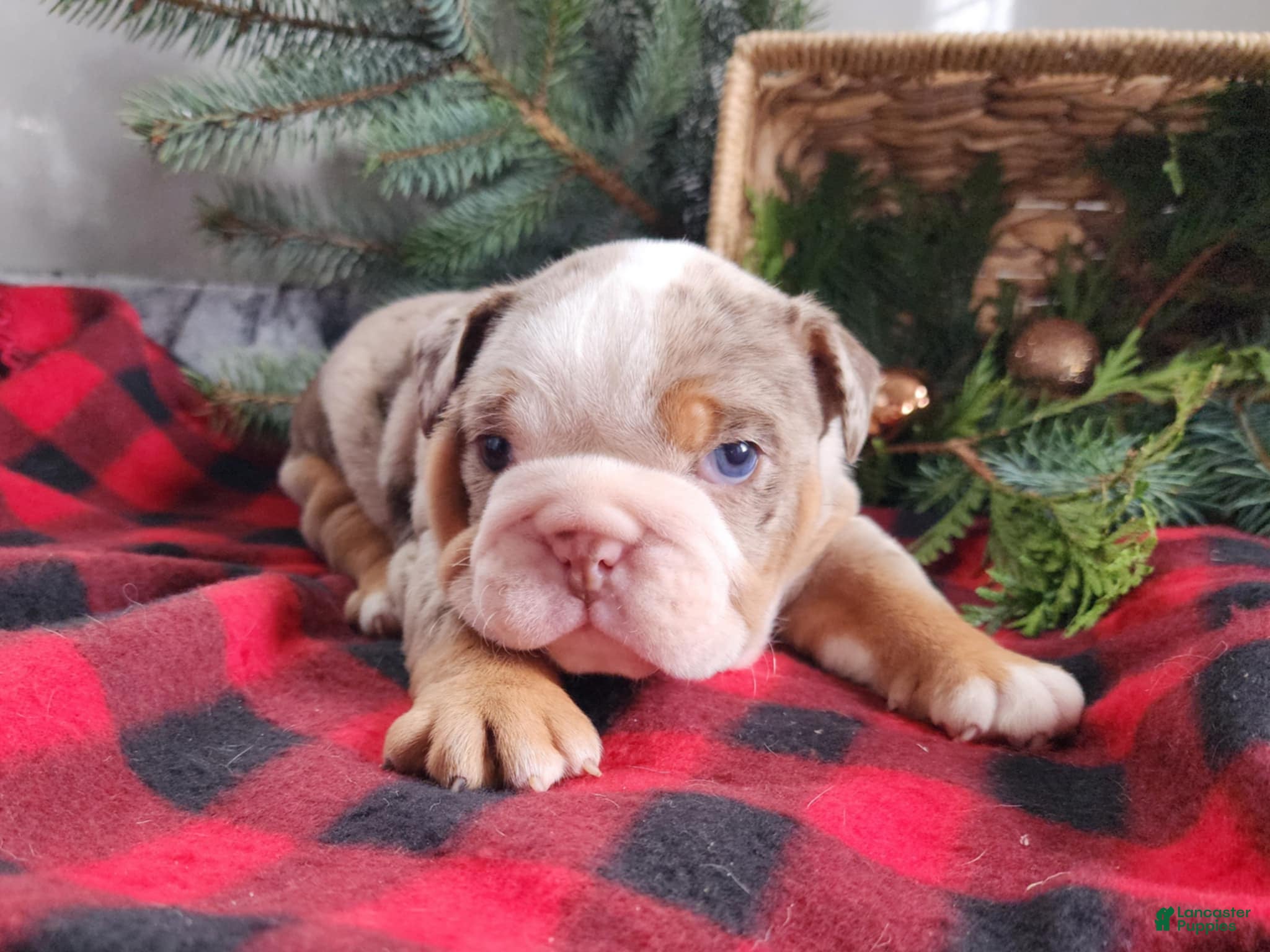 English Bulldog dogs Fletch - Ad 27