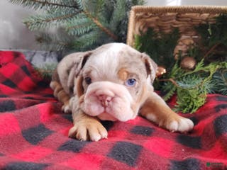 English Bulldog dogs Fletch - Ad 27