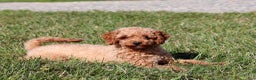 Mini Goldendoodle dogs for sale: Hallie - Ad 11
