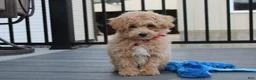 Bichpoo dogs for sale: Ranger - Ad 3
