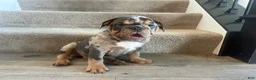 English Bulldog dogs for sale: Mable - Ad 3
