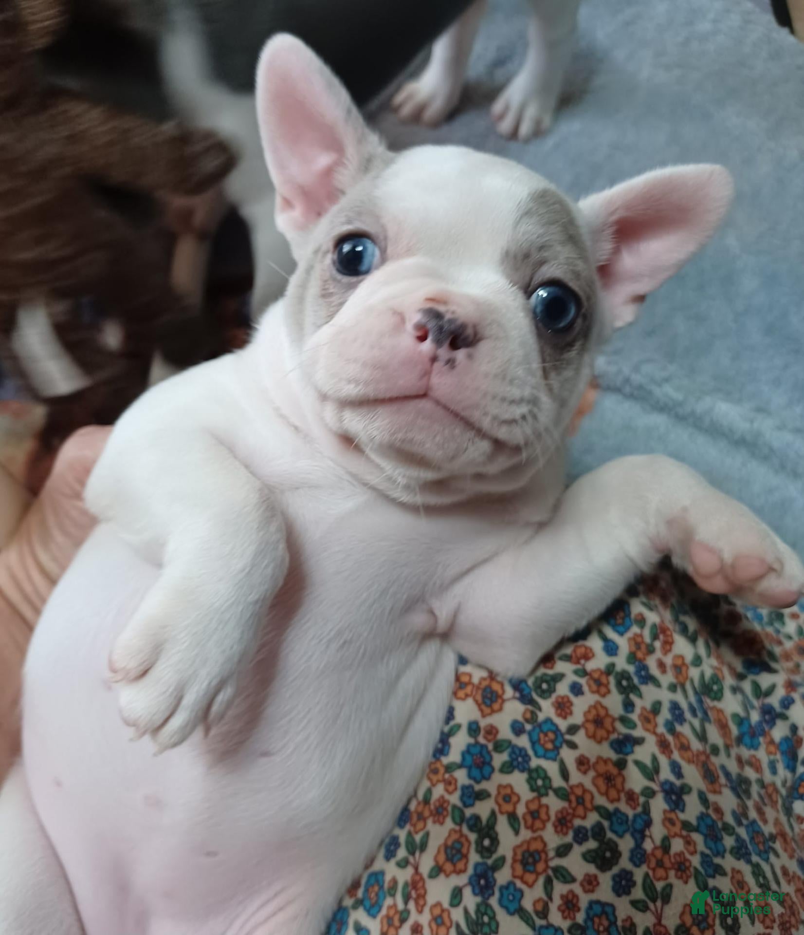 Frenchton dogs Zoe - Ad 40