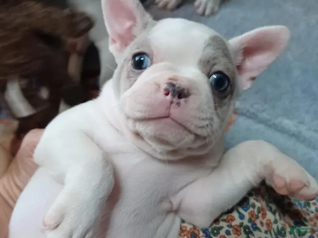 Frenchton dogs Zoe - Ad 40